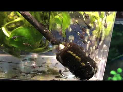 Sturisoma Zucht, Störwelse