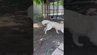 Video preview image #1 Collie-Unknown Mix Puppy For Sale in Lindsay, CA, USA