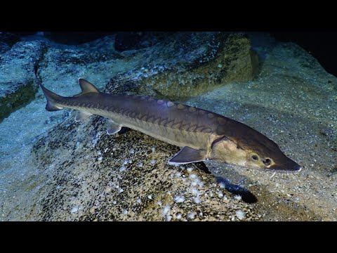 In actie voor de Europese steur in de Rijn