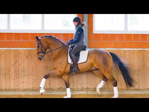 Wallach von Scuderia