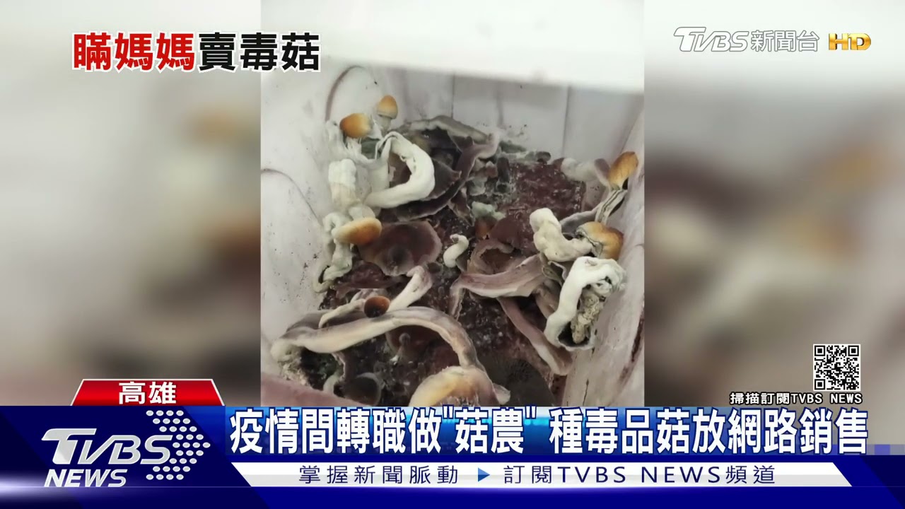 疫情間轉職做「菇農」 種毒品菇放網路銷售