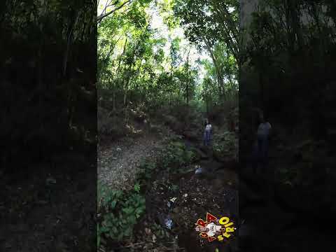 JUQUITIBA TERRA DE MUITAS ÁGUAS COM A GUARDIÃ DA NATUREZA VITÓRIA MULLER