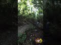 JUQUITIBA TERRA DE MUITAS ÁGUAS COM A GUARDIÃ DA NATUREZA VITÓRIA MULLER