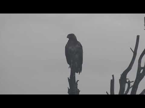 Red Tailed Hawk on Tree Butler Lake