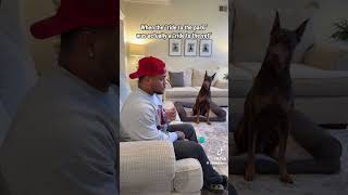 WHEN YOUR DOG ACTS HUMAN 😮🤣#funny #humour #cutedog #pets #petlover