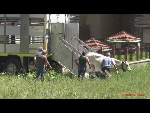 ARRIVANO LE MUCCHE TRASPORTATE DAI CAMION CON SCARICAMENTO A LIMONETTO (CN) 16 - 6 - 2022.