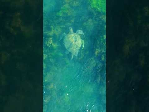 Incrível tartaruga Marinha na praia de Serrambi, Ipojuca - Pernambuco #music #love #serrambi #praia