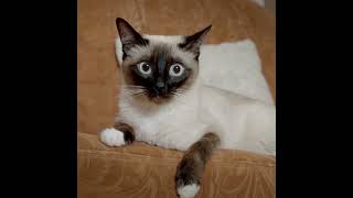 Gaterie pour chat, comment choisir la meilleure ?