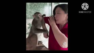 Stupid Monkey! Bad Monkey! Trailer