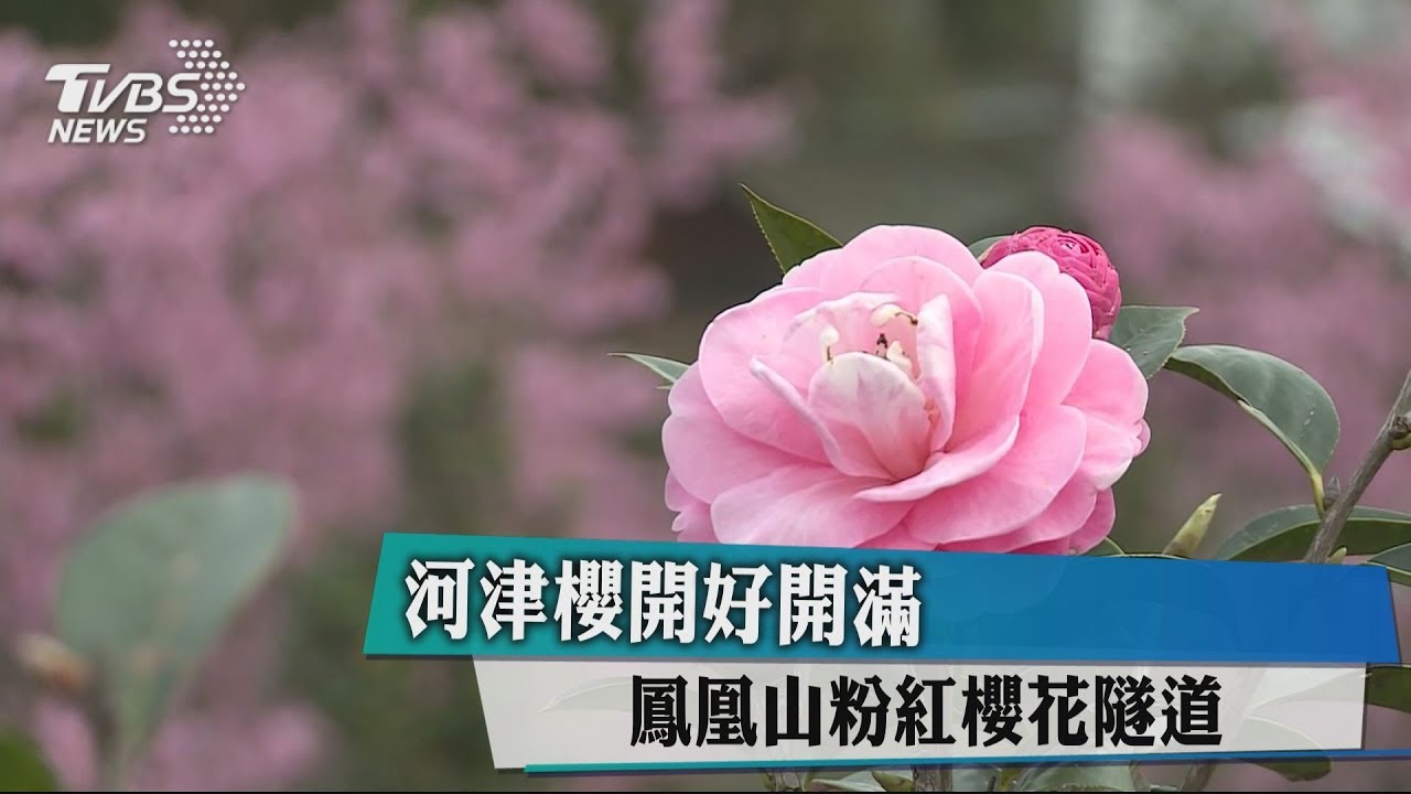 河津櫻開好開滿 鳳凰山粉紅櫻花隧道