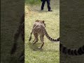 Cheetah Run HD Shorts Cheetah Run