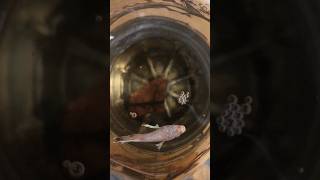 Download lagu Nih buat yang penasaran kemana ikan reject fishkinian#fishkinian #bettafish #ikancupang #cupanghias mp3