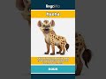 hyena - a wild animal that looks li... video thumbnail