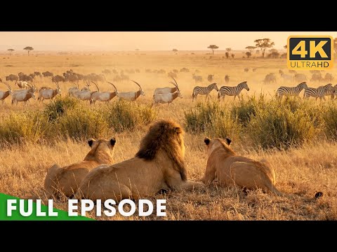 WildVerse and Nature's Moments