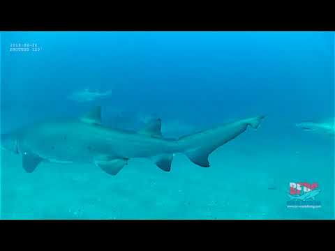 Wreck of the Proteus   Shark tour