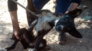 Funny Dog Hates Bath Time And Does Everything To be filthy!! CUTEST DOG EVER