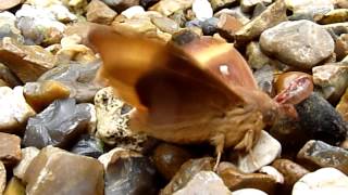 Oak Eggar Lasiocampa Quercus - male moth, maiden flight (realtime)