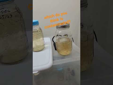 this is why people say liquid culture is difficult #mycology #liquidculture #mushroom