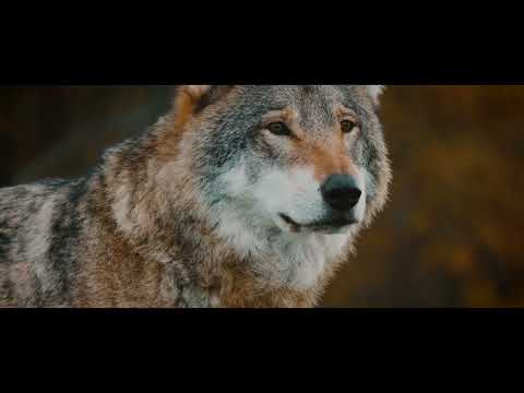 Condorii Negri - Carpatii | Official Video