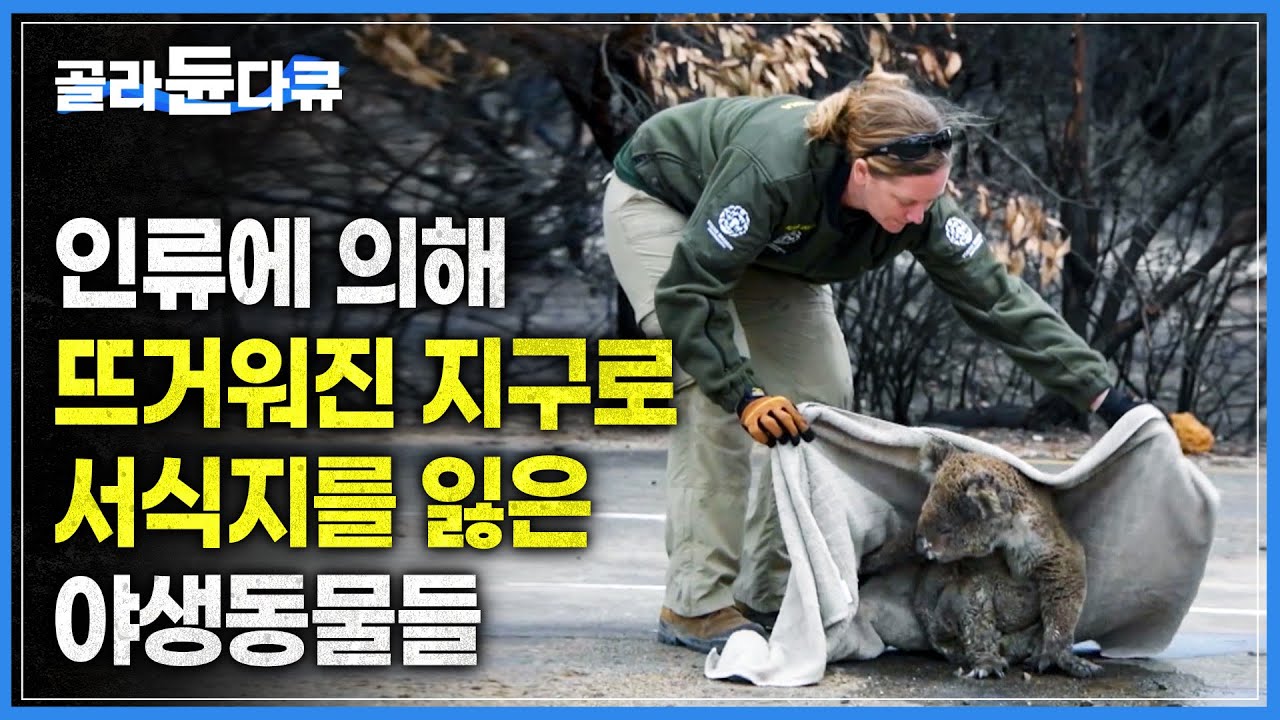 인간의 욕심으로 인해 서식지를 잃은 야생동물과 인간의 갈등 | 기후 변화로 인한 화재, 석탄 채굴을 위한 농경지 개간 등 삶의 터전을 잃은 야생동물들의 이야기 | #골라듄다큐