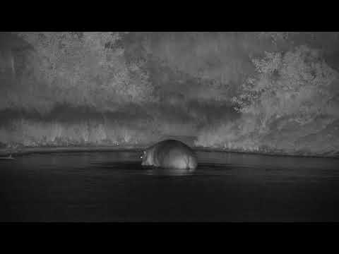 Djuma: Hippo playing with stick in the dam-Pt:3 - 18:58 - 04/01/20