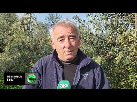 Top Channel/ Vaj i ullirit, tregti në SHBA/ Kërkesa e lartë, fermerët në Fier zgjerojnë të mbjellat