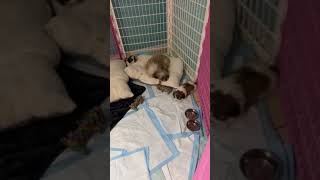 Happiest update on Mini and her babies ❤️❤️ Happiest update on Mini and her babies ❤️❤️