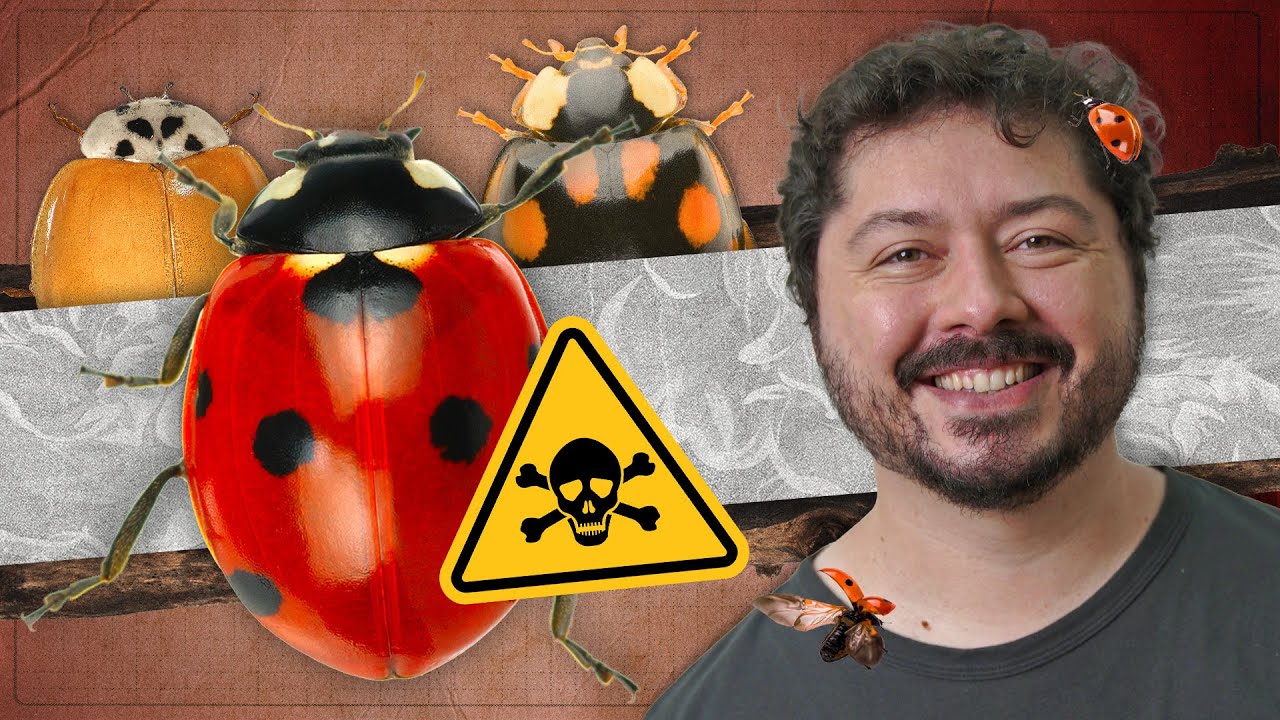 Por que as joaninhas são bonitinhas mas ordinárias?