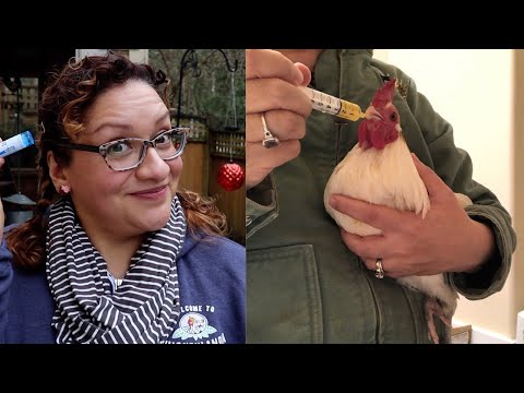 Natural Care for Illness and Shock in Chickens | Homeopathic Options!