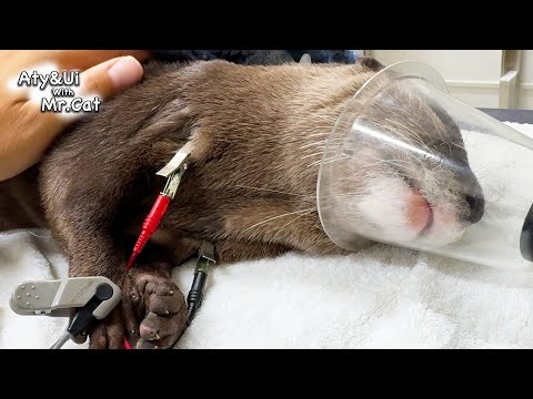 UI Underwent Tumor Removal Surgery [Otter Life Day 895]