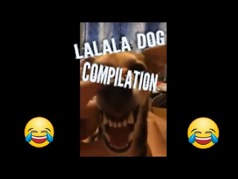 Side-splitting La La La Dog Compilation!