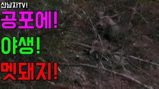 공포에 야생 멧돼지를 만나다!  대처 방법 알아보기~