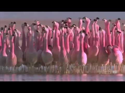 Flamingo's dames 1 voorstellen team