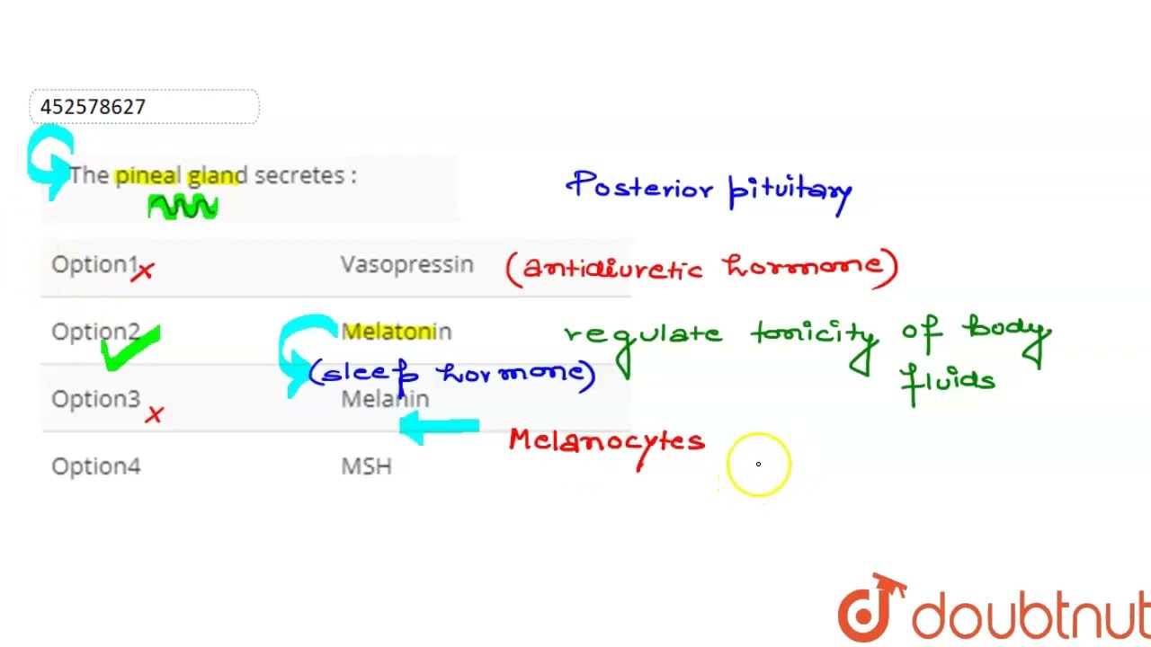 The pineal gland secretes :  | CLASS 11 | CHEMICAL COORDINATION AND INTEGRATION | BIOLOGY | Doub...