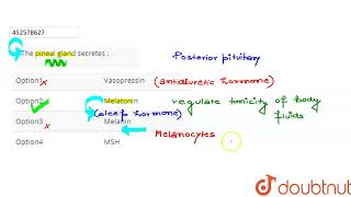 The pineal gland secretes :  | CLASS 11 | CHEMICAL COORDINATION AND INTEGRATION | BIOLOGY | Doub...