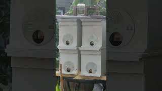 Honeybee Swarm Traps