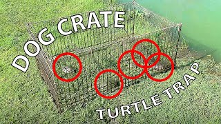 Dog Crate Turtle Trap that Actually Works!