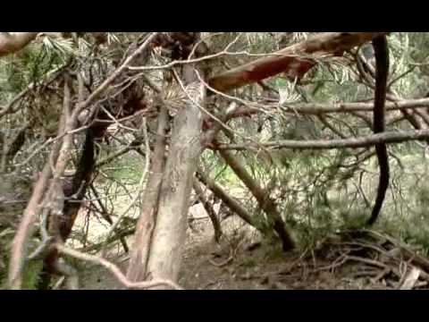 comment construire une cabane avec des branches