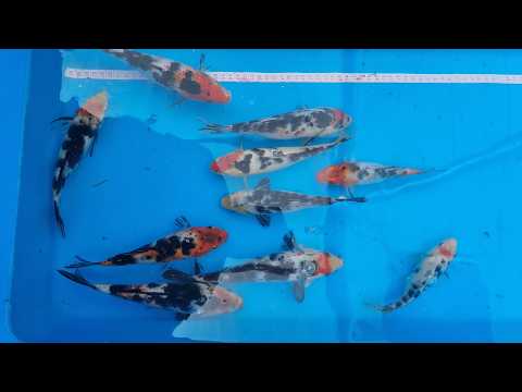 Video pregled koi ribe