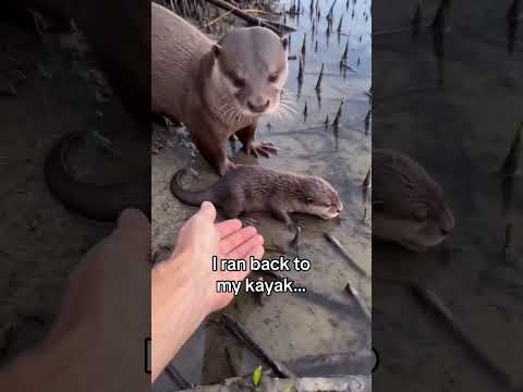 Should I keep coming back to visit? #wholesome #animals