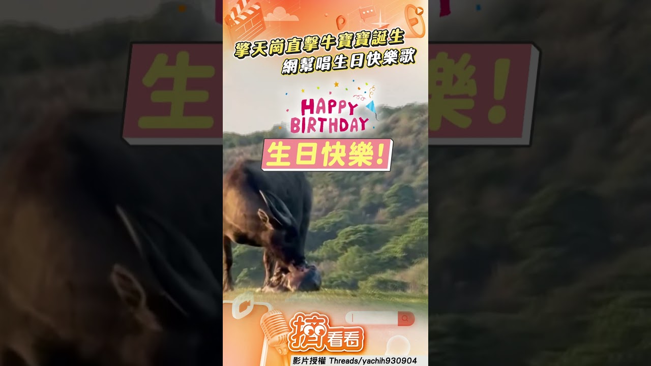 影音/網友直擊擎天崗牛寶寶誕生! 嗨唱生日歌慶祝珍貴畫面曝