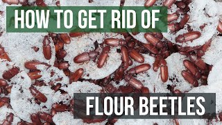 How to Get Rid of Flour Beetles (4 Easy Steps)