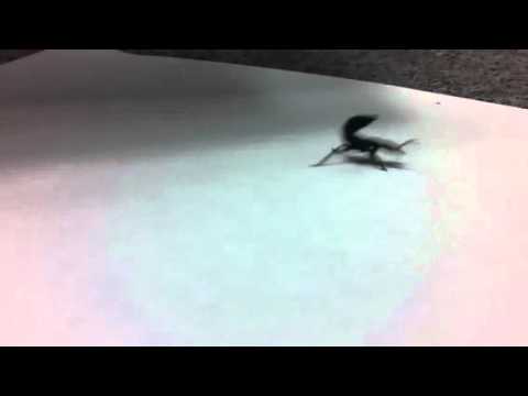 Scorpion Ant?