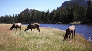 Lish &amp; Liv Trip (Yowler)