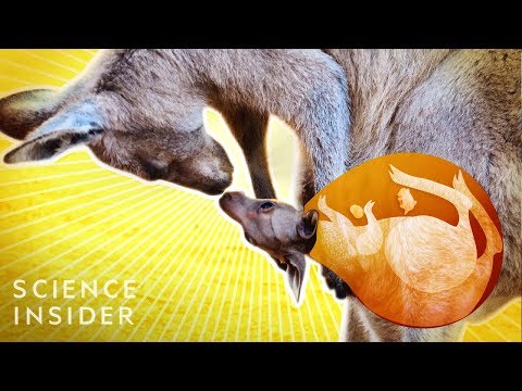 Ever Wonder What's Inside a Kangaroo's Pouch?