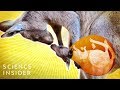 What’s Inside A Kangaroo’s Pouch?