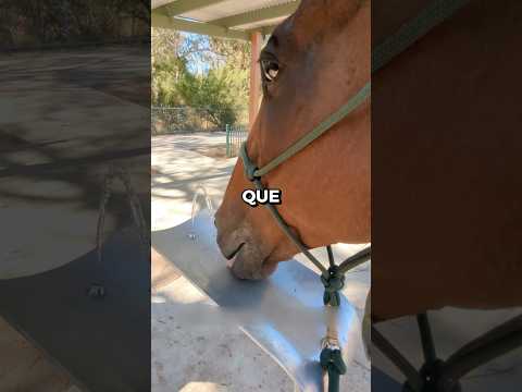 ¿Por qué los caballos fingen beber agua?🤔