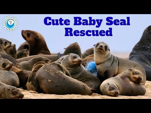 Cute Baby Seal Rescued
