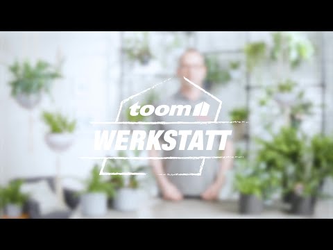 toom Pflanzentipps: Zimmerfarn | toom Baumarkt