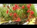 Soil-less farming: 25 kg of tomatoes per plant 
